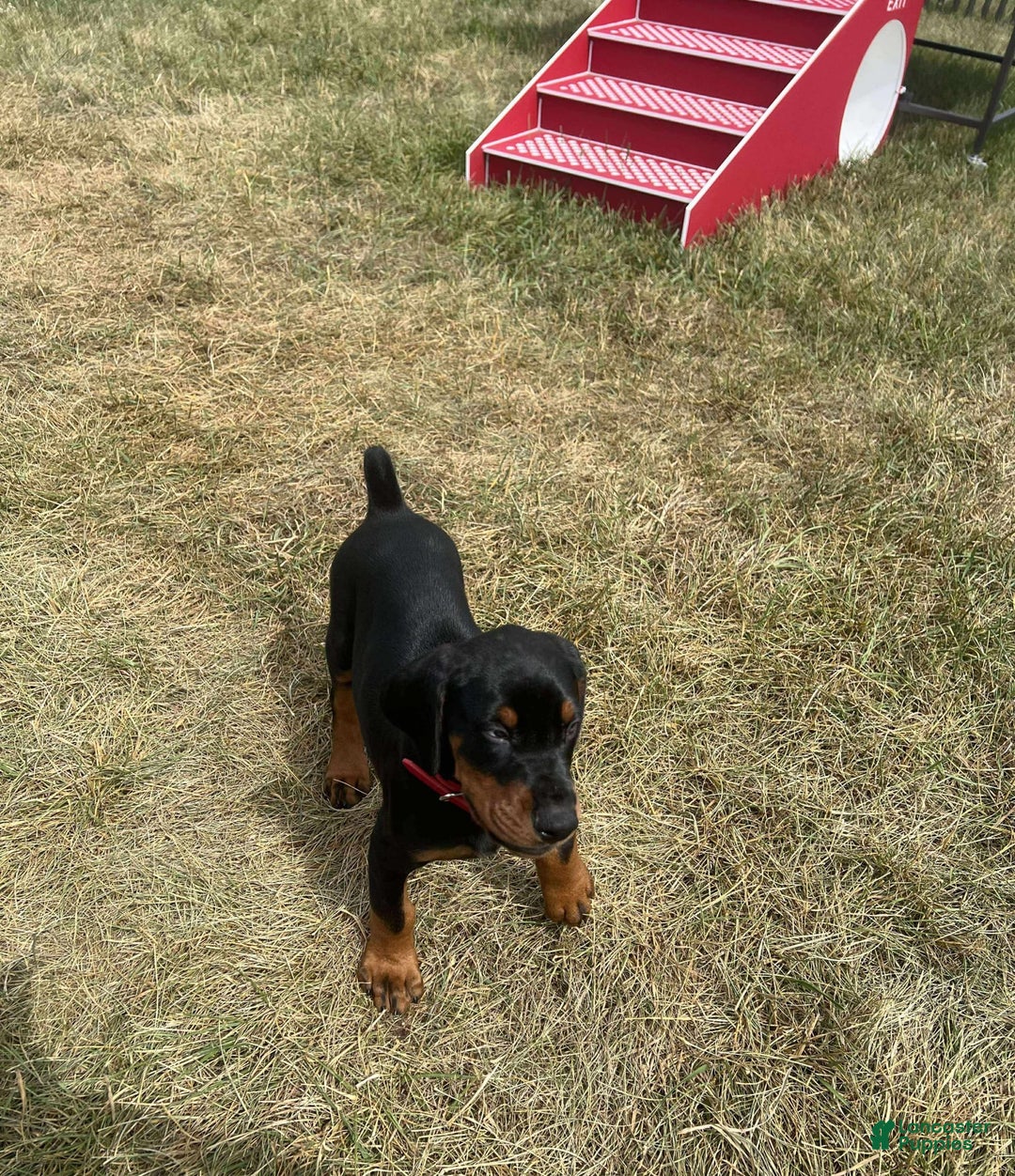 Doberman Pinscher dogs for sale: Doberman Pinscher 6 puppies - Image 3