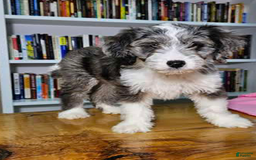 Portuguese Water Dog dogs for sale: Sage - Image 3