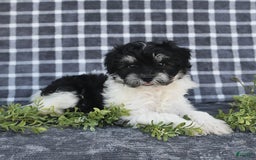 Havanese dogs for sale: Cash - Image 1