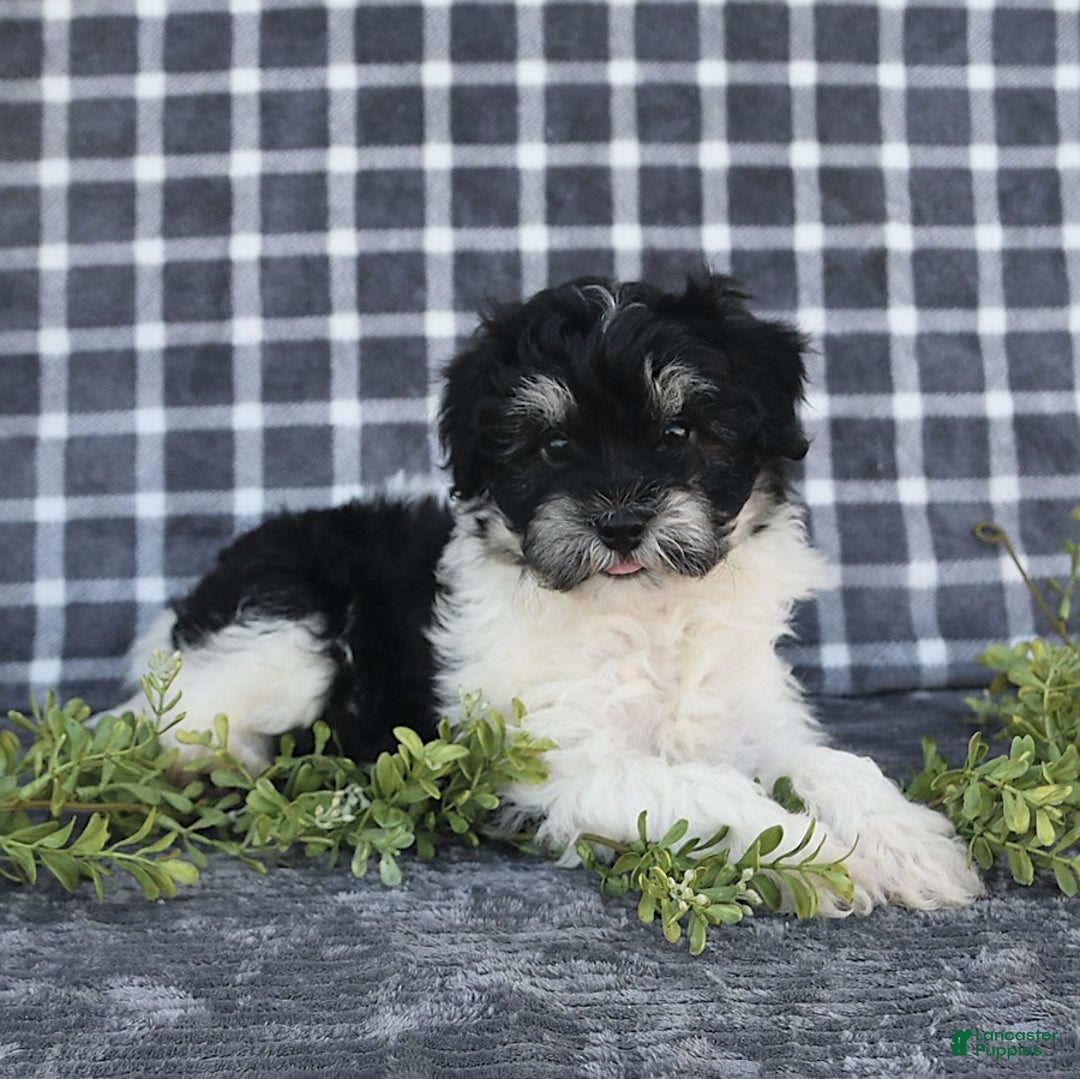 Havanese dogs for sale: Cash - Image 1