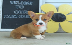 Welsh Corgi Pembroke dogs for sale: Mocha - Image 2