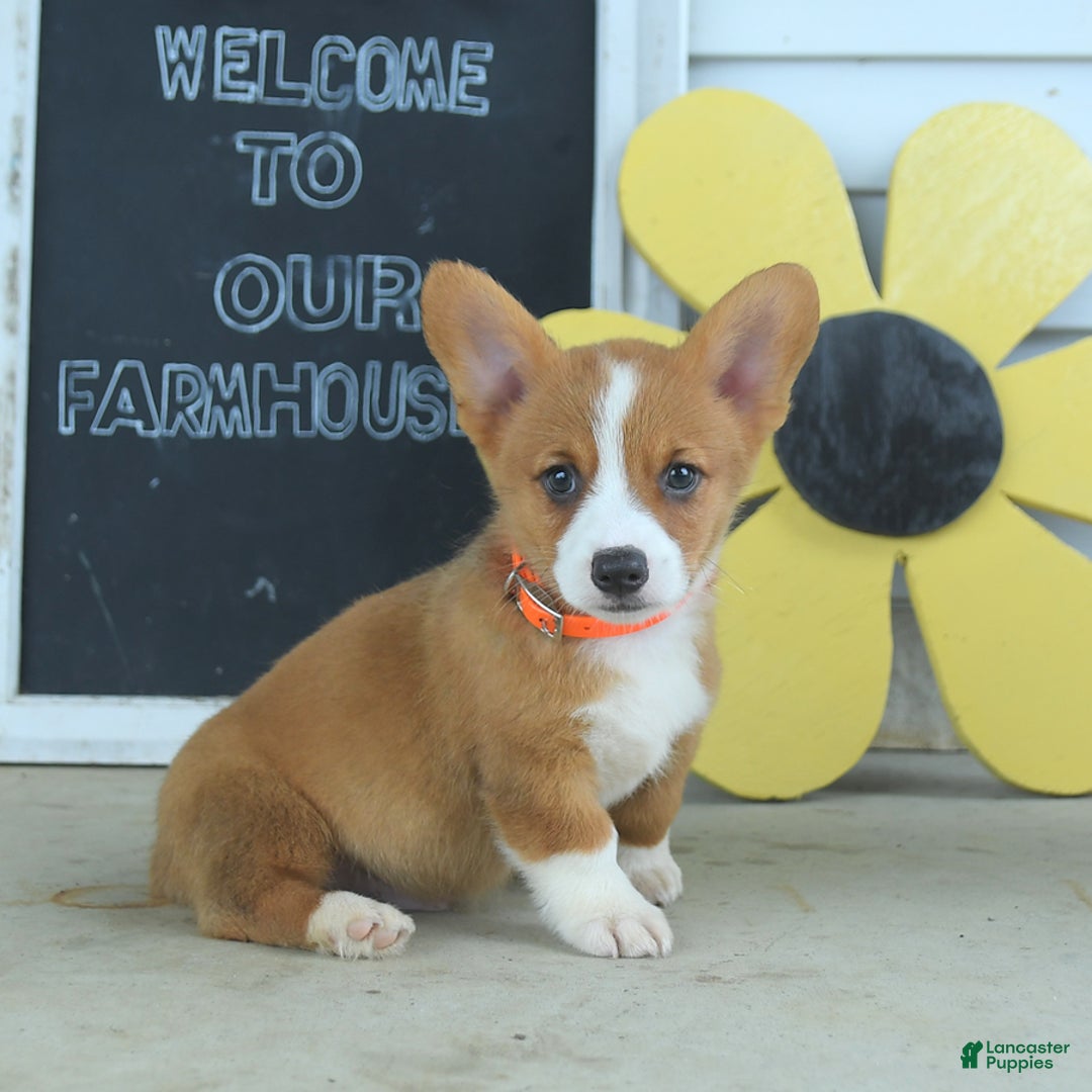 Welsh Corgi Pembroke dogs for sale: Mocha - Image 2