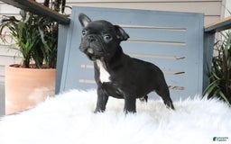 Frenchton dogs for sale: Ollie - Image 7