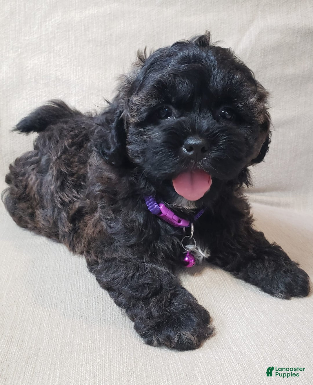 Shihpoo dogs for sale: Elsa - Image 2