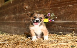 Shetland Sheepdog dogs for sale: Rover - Image 2