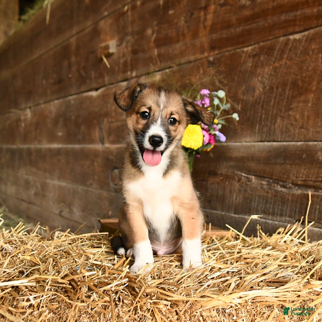 Shetland Sheepdog dogs for sale: Rover - Image 2