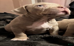 American Bully dogs for sale: Goldy - Image 6