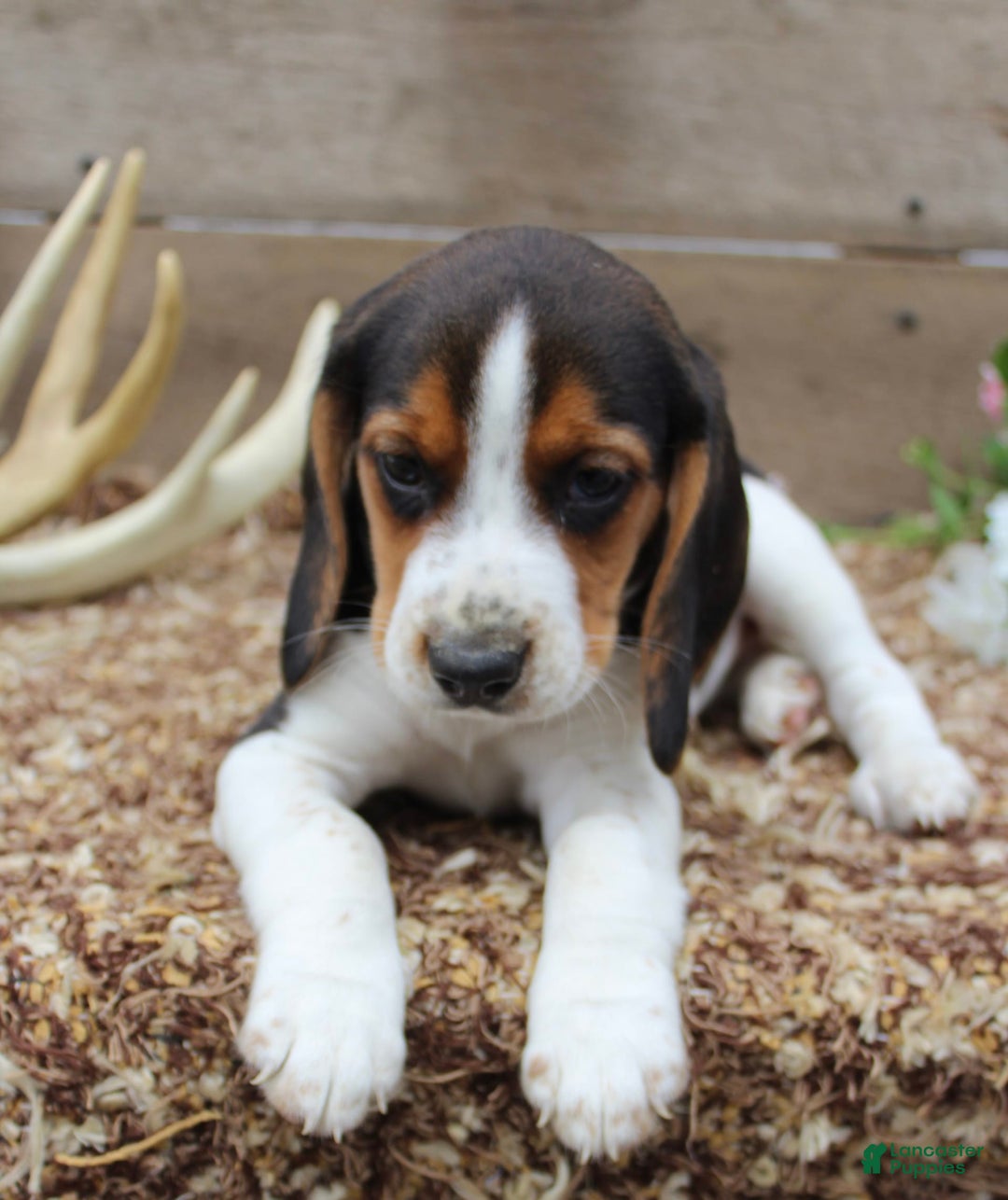 Beagle dogs for sale: Beagle 5 puppies - Image 1