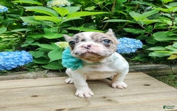 French Bulldog dogs for sale: Athena Akc - Image 12