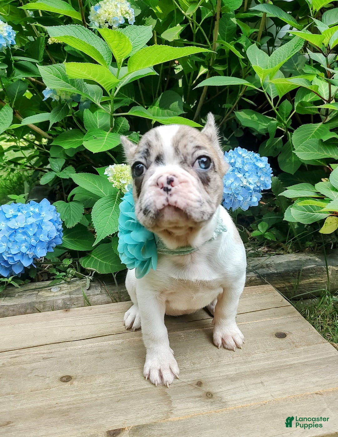 French Bulldog dogs for sale: Athena Akc - Image 12