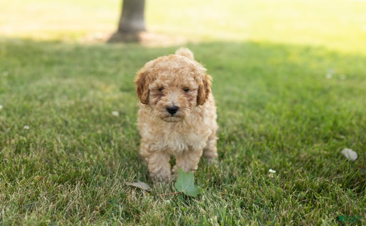 Goldendoodle dogs for sale - Ad 1