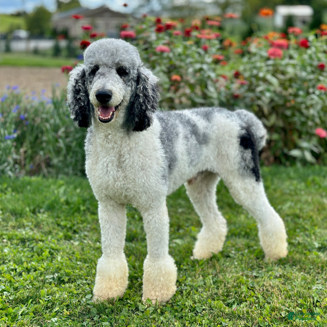Bernedoodle dogs for sale: Charlotte - Image 7