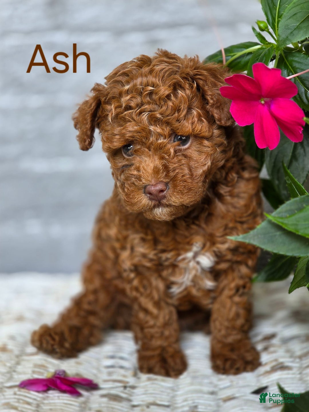 Toy Poodle dogs for sale: Ash - Image 1