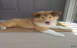 Collie dogs for sale: Buttercup - Image 6