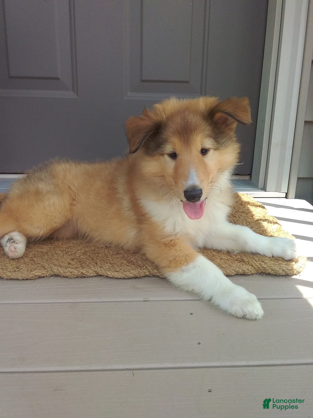 Collie dogs for sale: Buttercup - Image 6