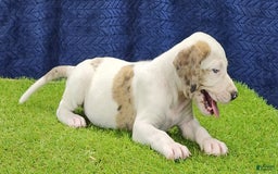 Catahoula Leopard Dog dogs for sale: Duchess 2025 Male 4 - Image 10