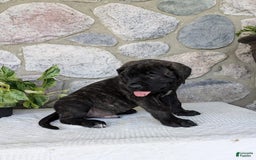 English Mastiff dogs for sale: Bruno - Image 14