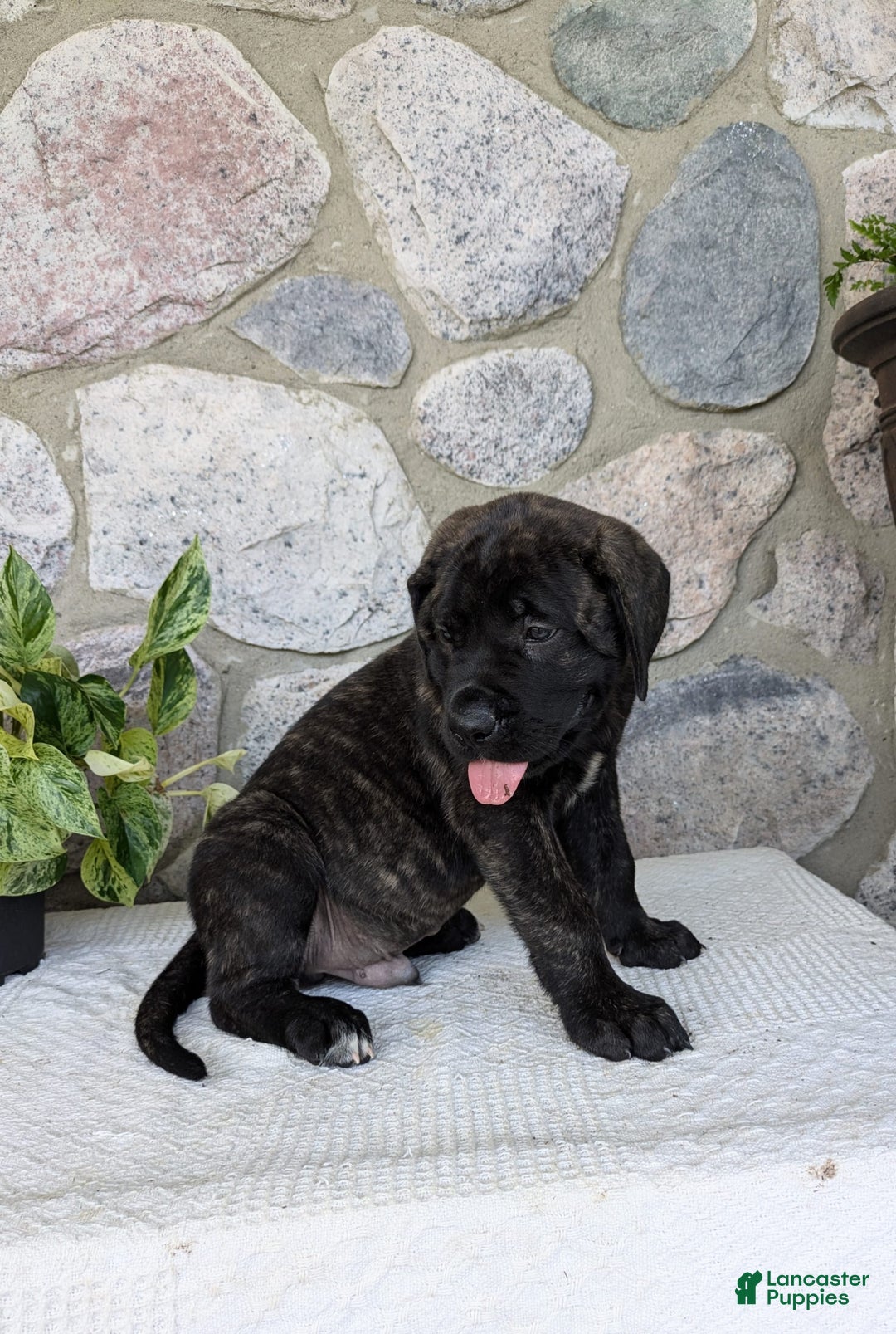 English Mastiff dogs for sale: Bruno - Image 14