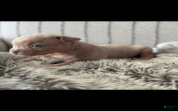 American Bully dogs for sale: Simba - Image 10