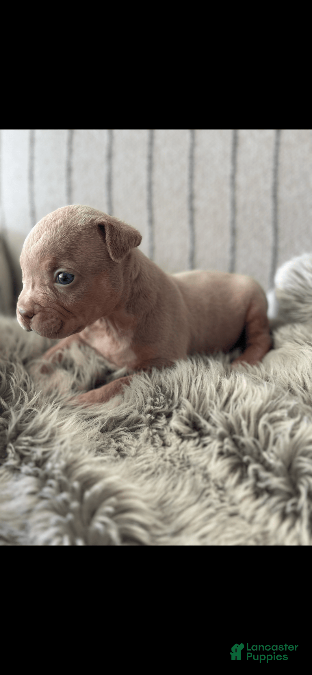 American Bully dogs for sale: Simba - Image 10