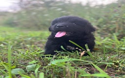Newfoundland dogs for sale: Duke - Image 1