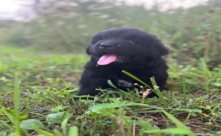 Newfoundland dogs for sale - Ad 3