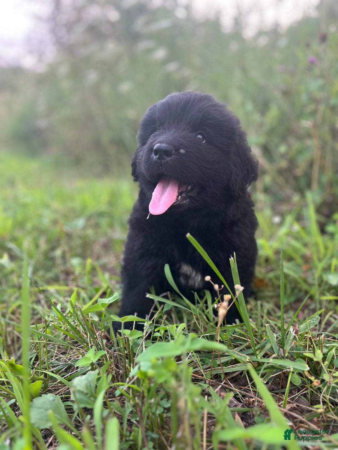 Newfoundland dogs for sale: Duke - Image 1