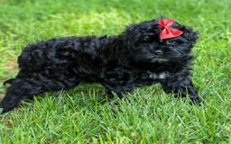 Shihpoo dogs for sale: Kia - Image 20