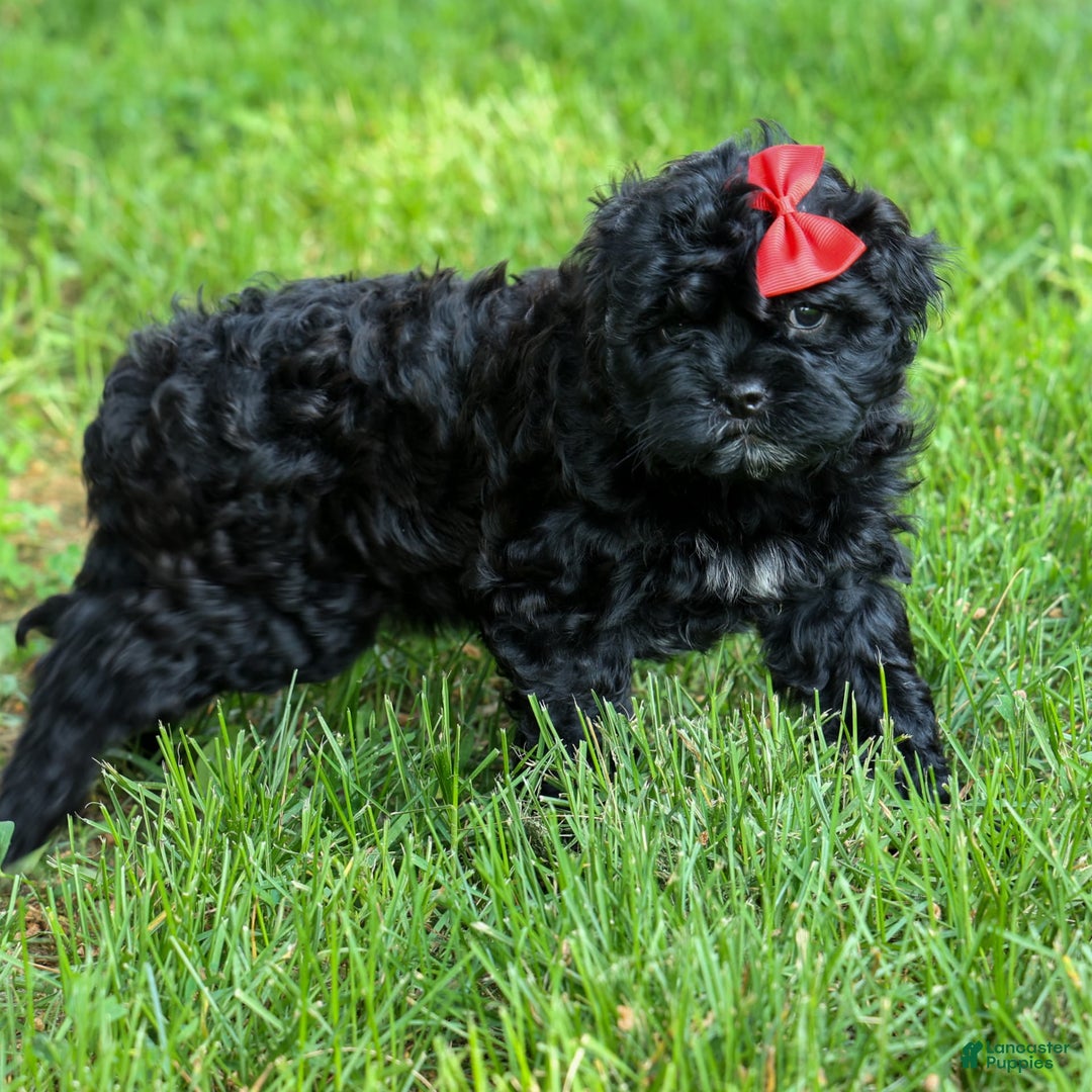 Shihpoo dogs for sale: Kia - Image 20