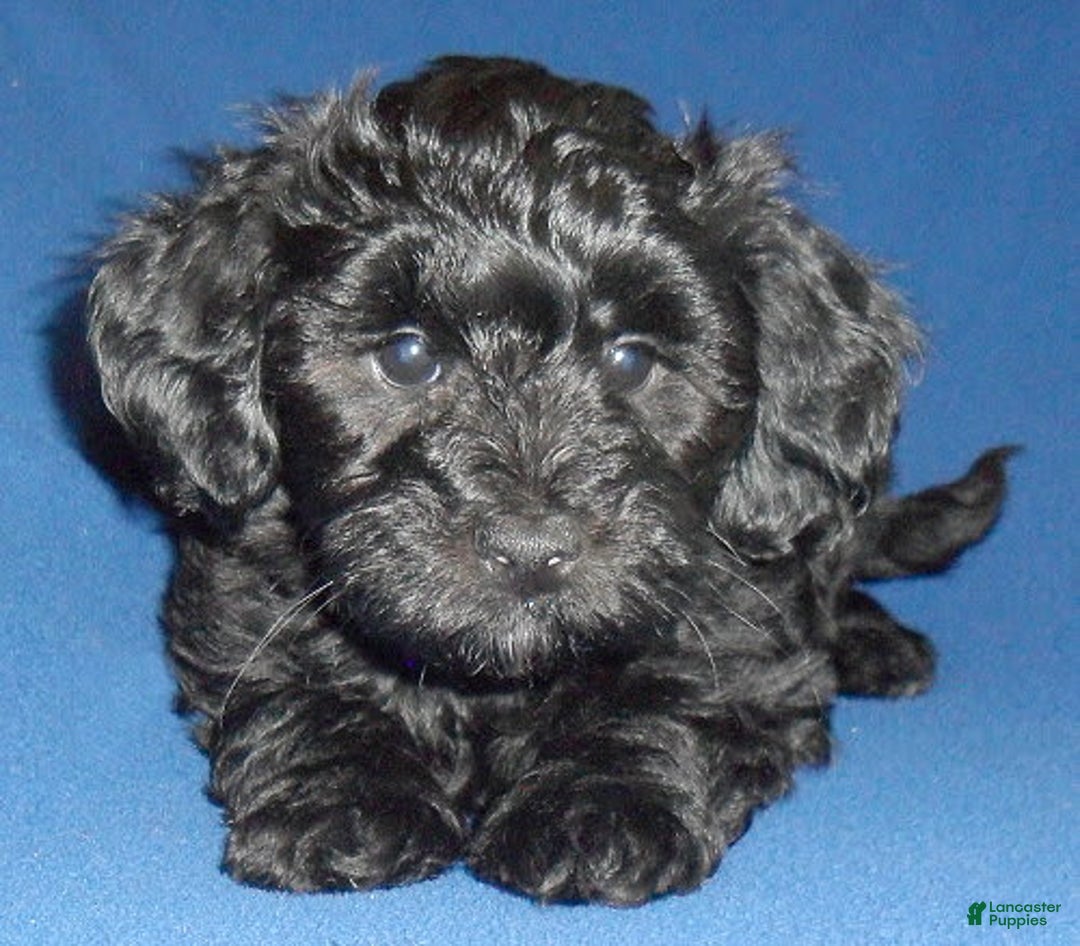 Yorkiepoo dogs for sale: Inky - Image 5