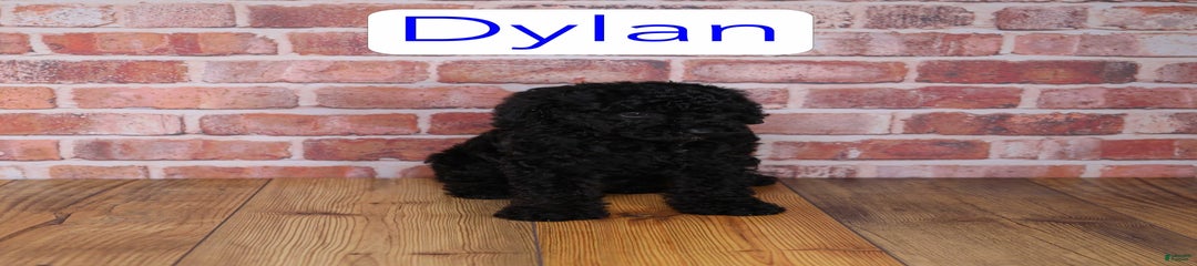 Dylan