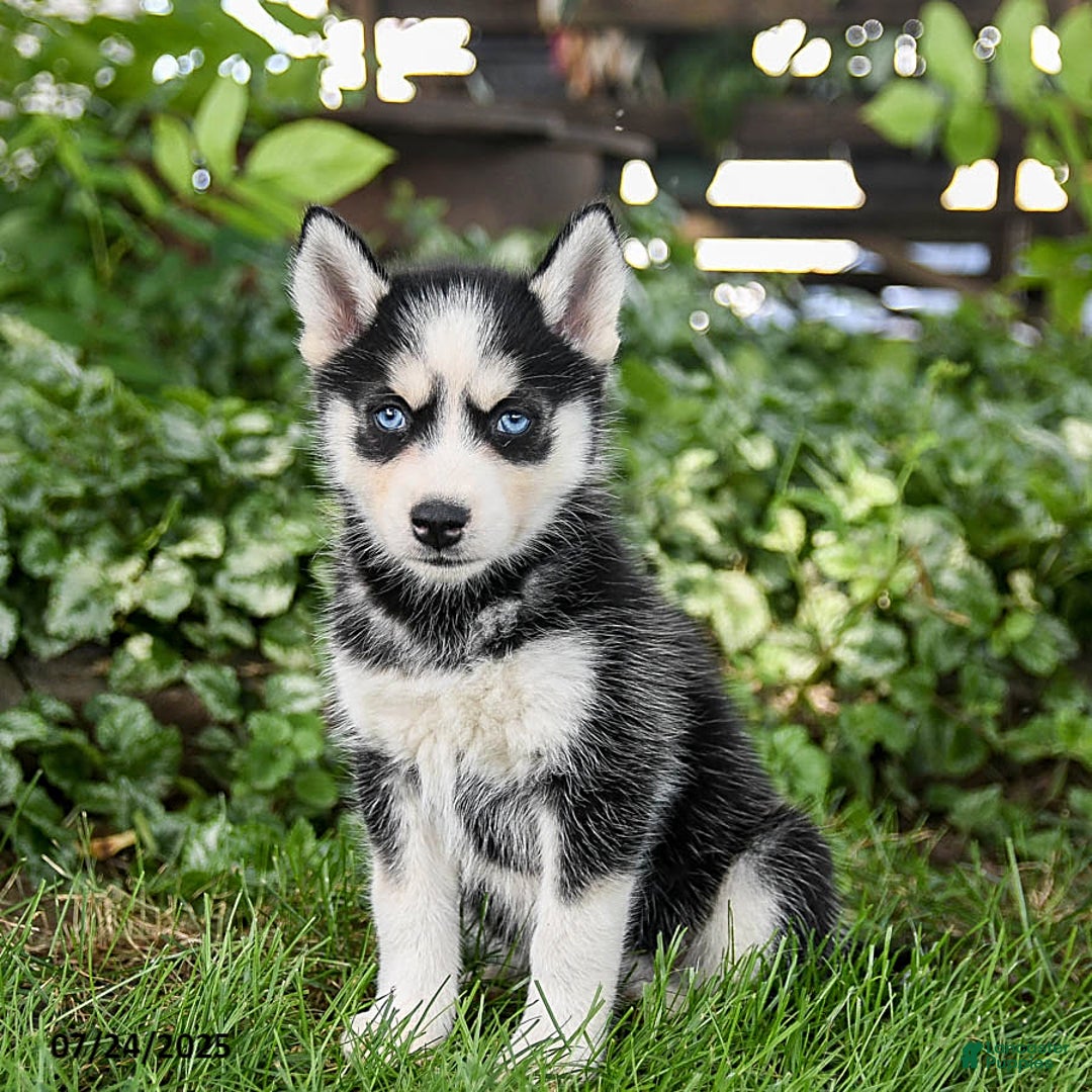 Pomsky dogs for sale: Kisses - Image 3
