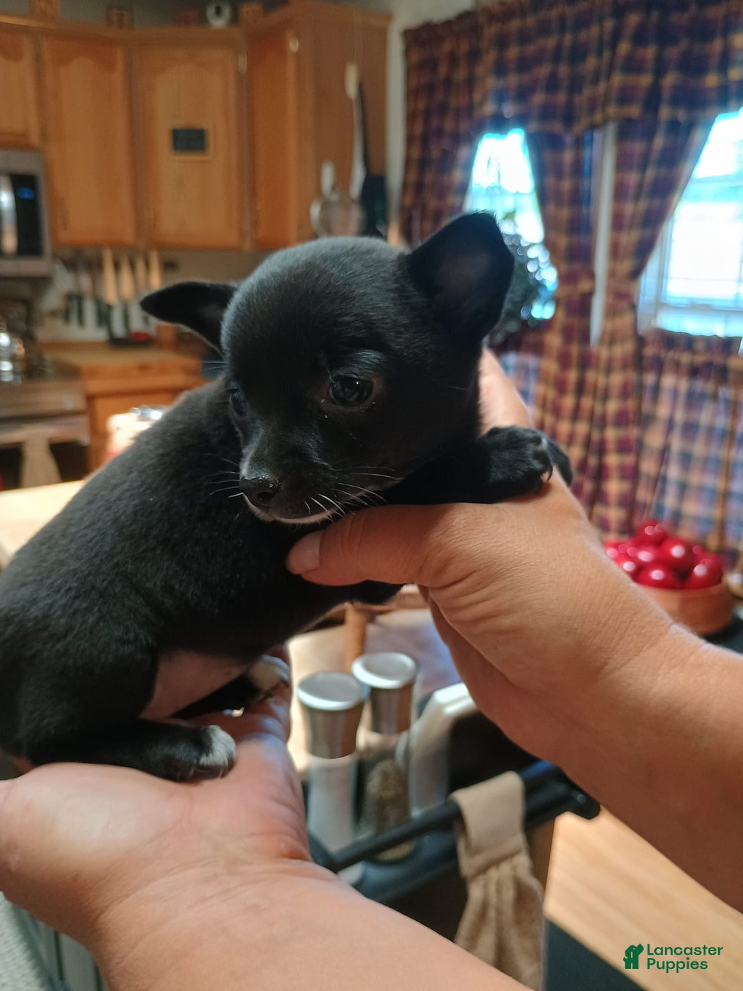 Chihuahua dogs for sale: Chihuahua 4 puppies - Image 28