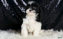 Cavapoo dogs for sale: Cleopatra - Image 1
