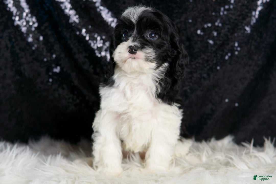 Cavapoo dogs for sale: Cleopatra - Image 1