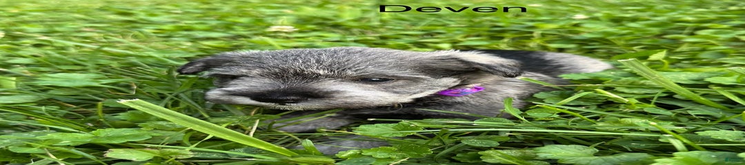Deven