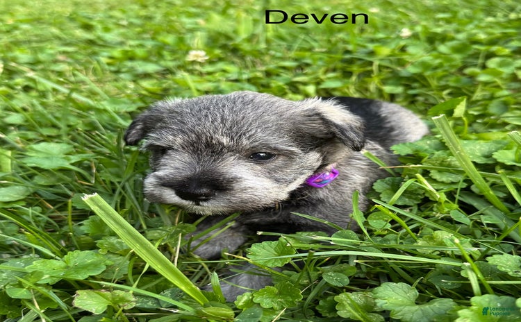 Miniature Schnauzer dogs for sale - Ad 2