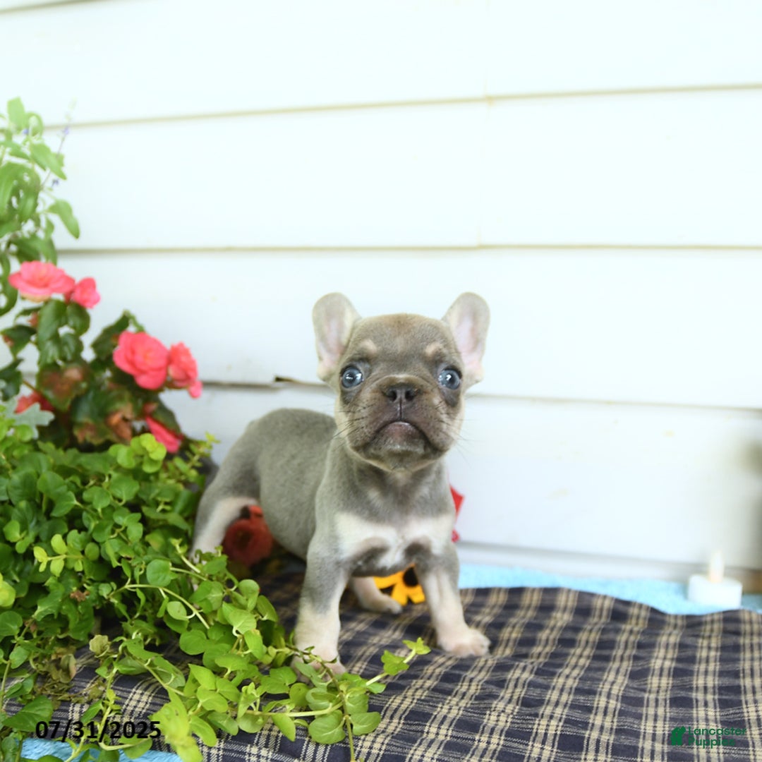 French Bulldog dogs for sale: Diamond - Image 3