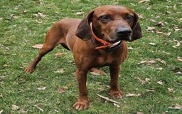 Redbone Coonhound dogs for sale: Winnie - Image 6