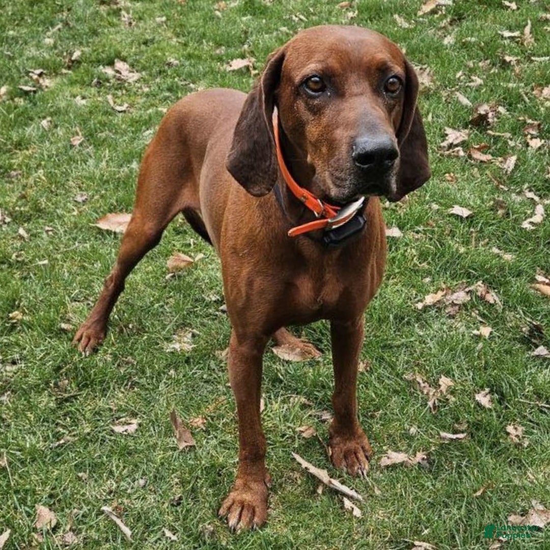 Redbone Coonhound dogs for sale: Winnie - Image 6