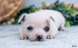 Chihuahua dogs for sale: Nova - Image 3