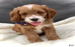 Cockapoo dogs for sale: Jake - Image 11