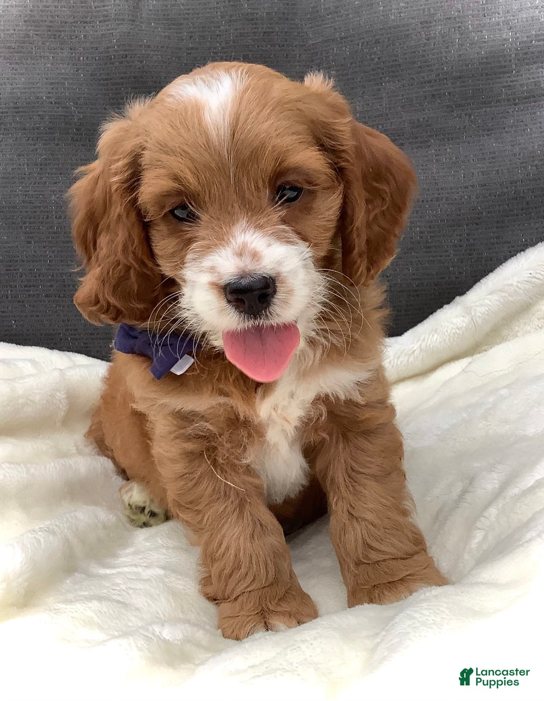 Cockapoo dogs for sale: Jake - Image 11