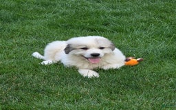 Great Pyrenees dogs for sale: Barrett - Image 1
