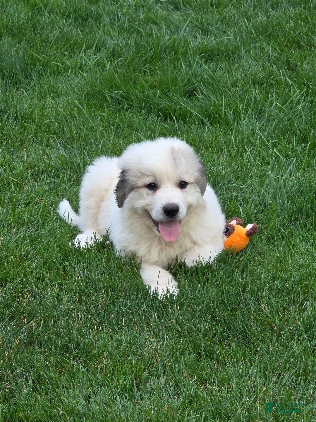 Great Pyrenees dogs for sale: Barrett - Image 1