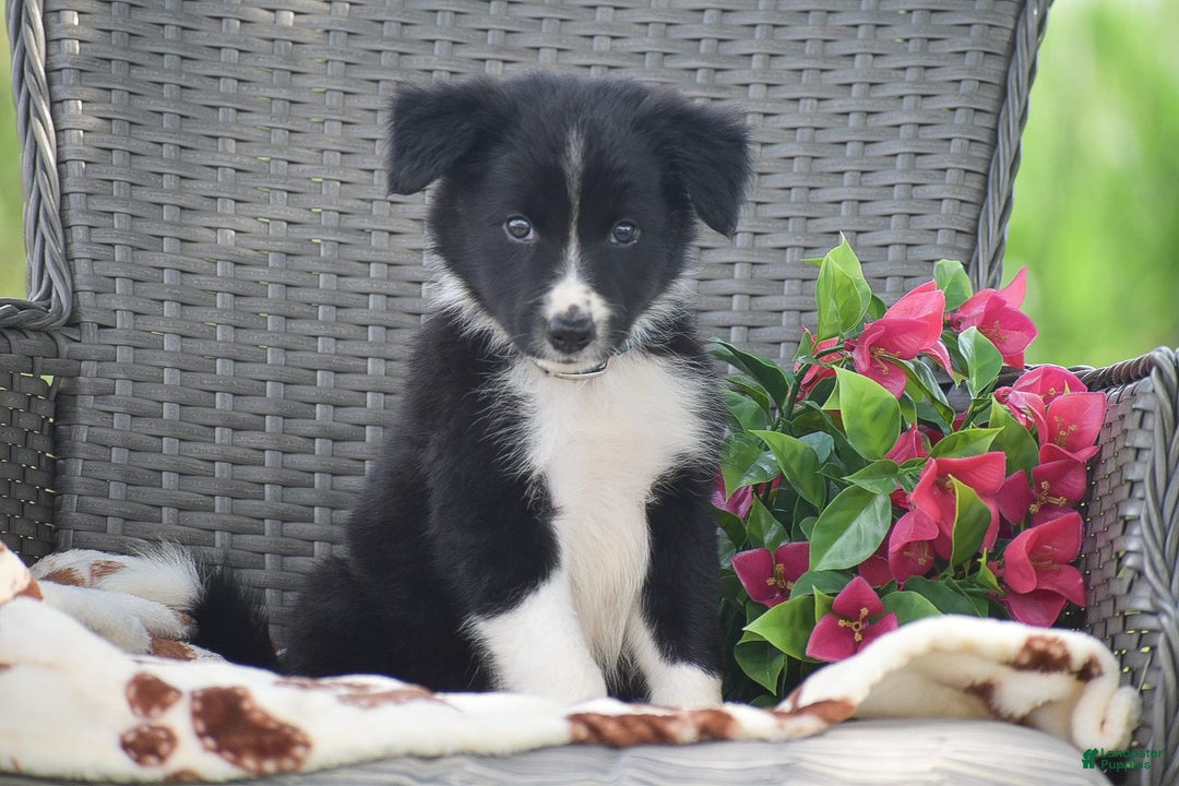 Border Collie dogs for sale: Baxton - Image 4