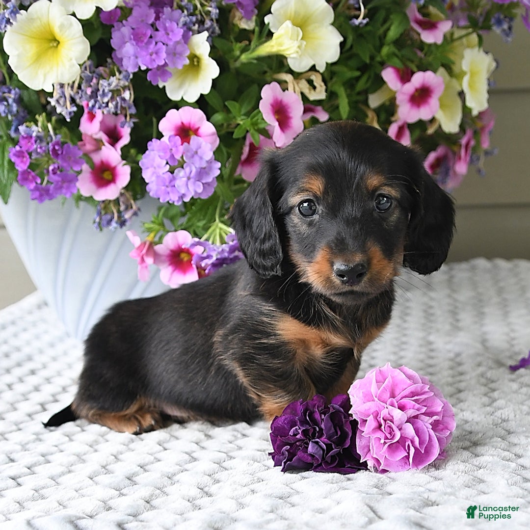 Miniature Dachshund dogs for sale: Laudon - Image 19
