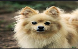 Pomeranian dogs for sale: Oliver - Image 5
