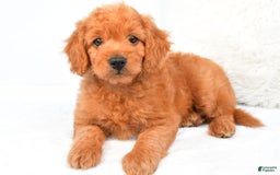 Mini Goldendoodle dogs for sale: Chloe - Image 2