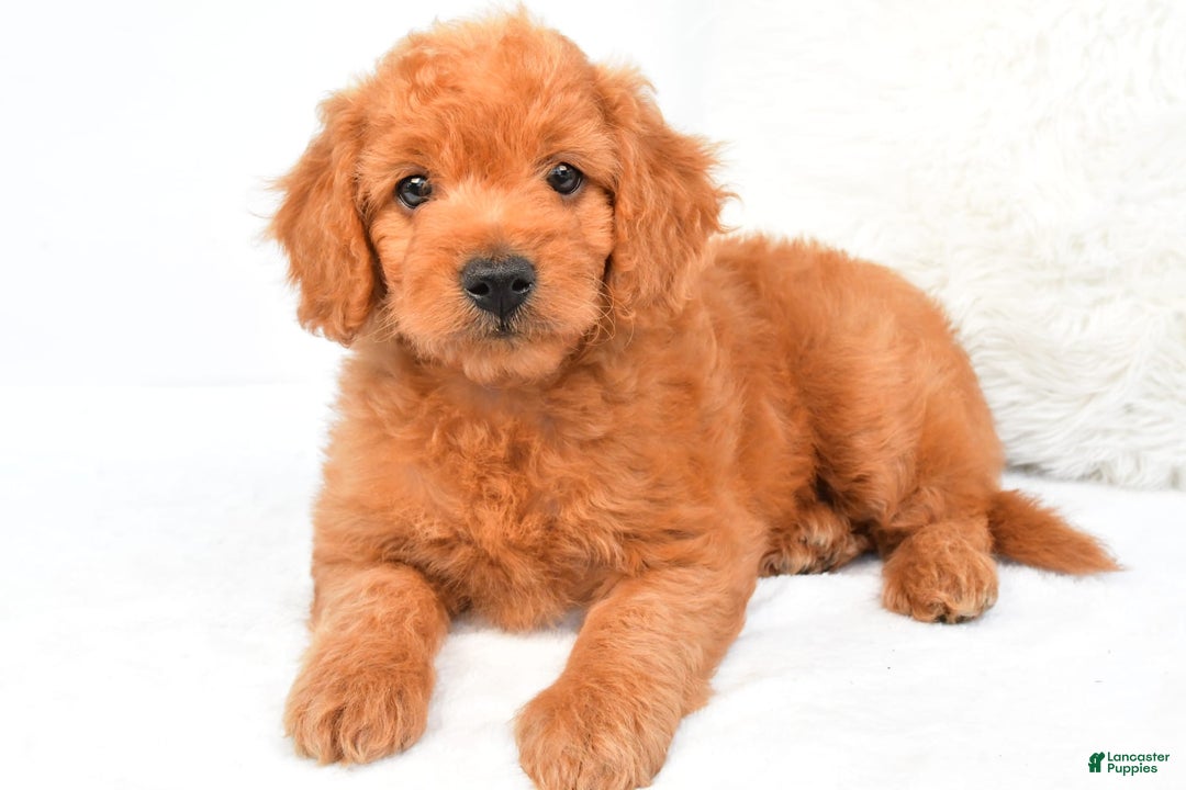 Mini Goldendoodle dogs for sale: Chloe - Image 2